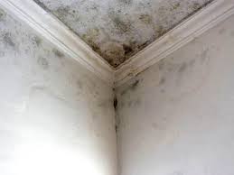 Best Mold Documentation for Insurance Claims  in New Sarpy, LA