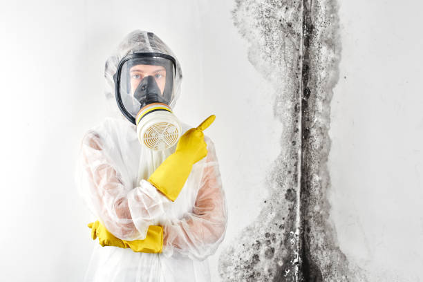 Best Asbestos and Lead Testing During Mold Inspection  in New Sarpy, LA