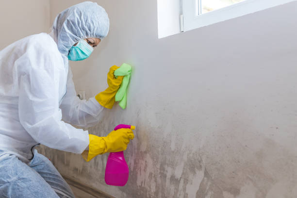 Best Biohazard Mold Removal  in New Sarpy, LA