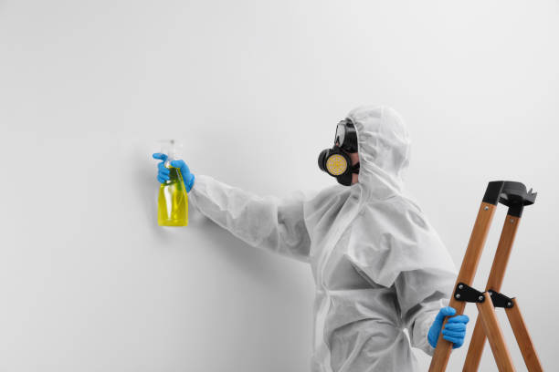 Best Attic Mold Removal  in New Sarpy, LA