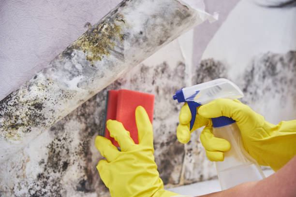 Best Mold Damage Restoration  in New Sarpy, LA